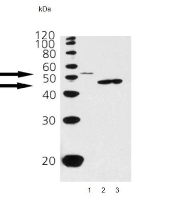Western blot - Anti-p53 antibody [pAb122] (AB90363)