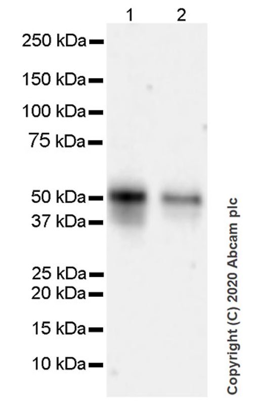 Western blot - Anti-p53 antibody [POE316A] (AB241566), expandable thumbnail