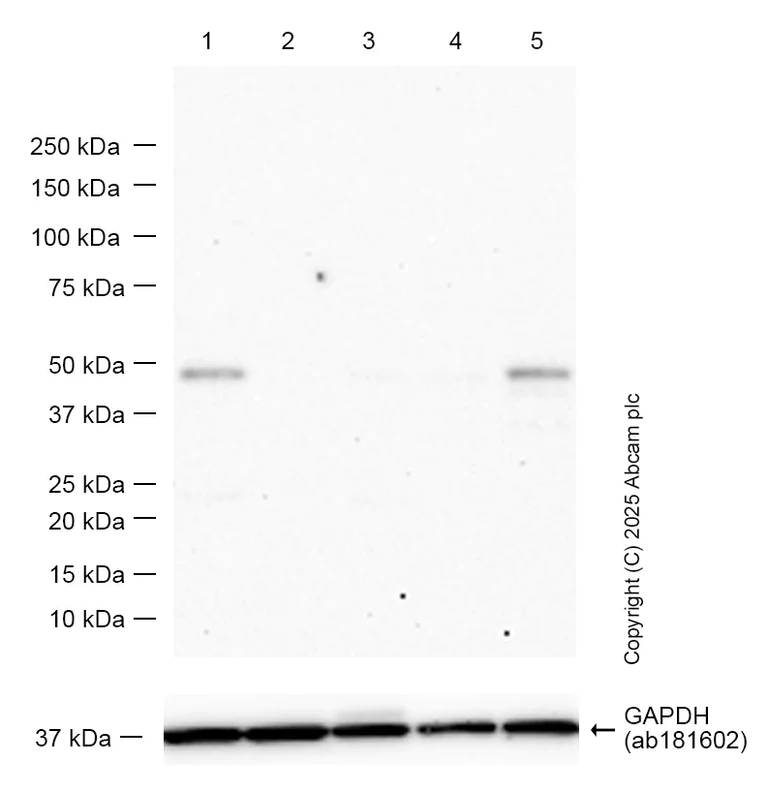 Western blot - Anti-p53 antibody [POE316A] - BSA and Azide free (AB252786)