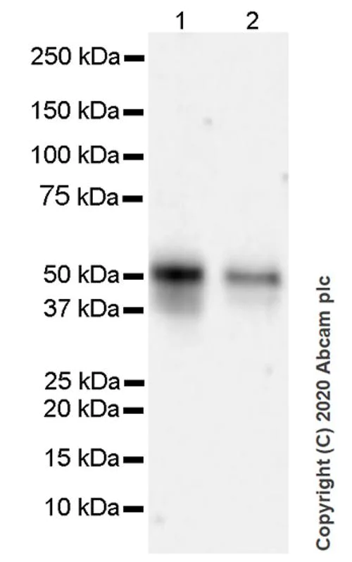 Western blot - Anti-p53 antibody [POE316A] - BSA and Azide free (AB252786)