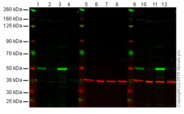 Western blot - p53 Antibody Sampler Panel (AB219089)