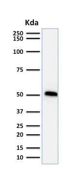 Western blot - Anti-p53 antibody [TP53/1739] (AB238069)
