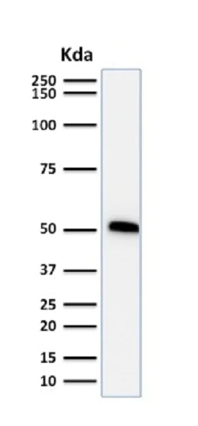 Western blot - Anti-p53 antibody [TP53/1739] - BSA and Azide free (AB237920)