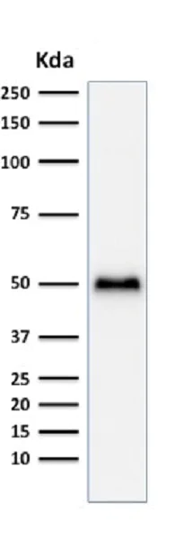 Western blot - Anti-p53 antibody [TP53/1799R] - BSA and Azide free (AB237921)