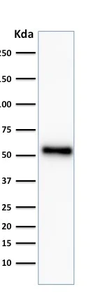 Western blot - Anti-p53 antibody [TP53/2092R] (AB238071)
