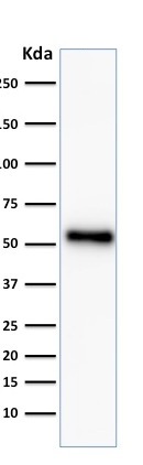 Western blot - Anti-p53 antibody [TP53/2092R] - BSA and Azide free (AB237922), expandable thumbnail