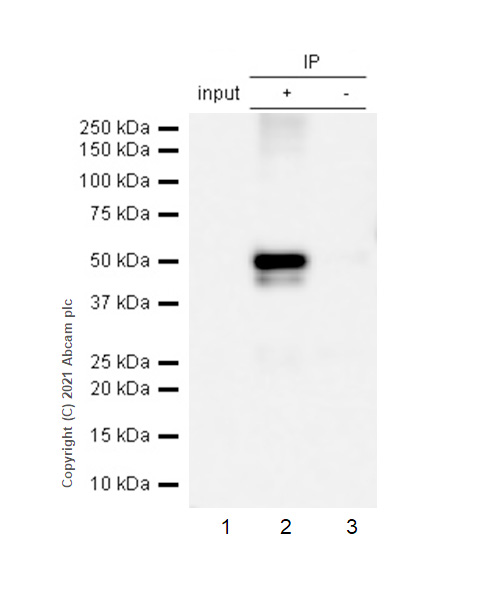 Immunoprecipitation - Anti-p53 antibody [Y5] (ab32049), expandable thumbnail