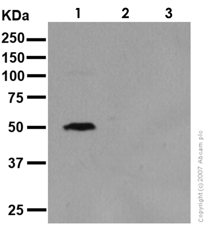 Western blot - Anti-p53 antibody [Y5] (AB32049), expandable thumbnail