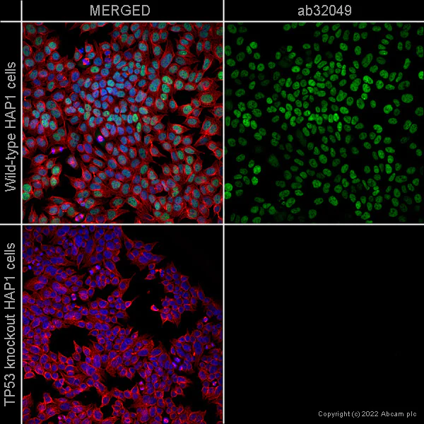 Immunocytochemistry/ Immunofluorescence - Anti-p53 antibody [Y5] - BSA and Azide free (AB219731)