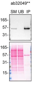Immunoprecipitation - Anti-p53 antibody [Y5] - BSA and Azide free (AB219731)