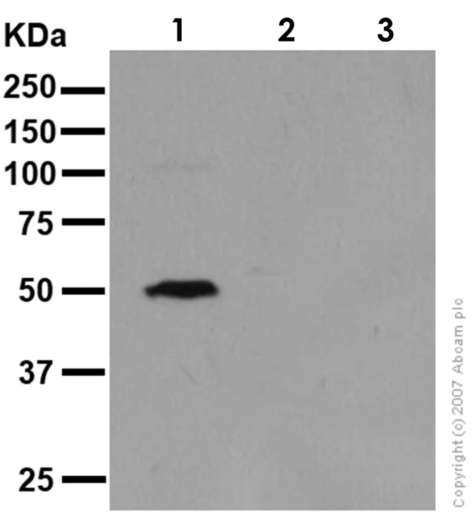 Western blot - Anti-p53 antibody [Y5] - BSA and Azide free (AB219731)