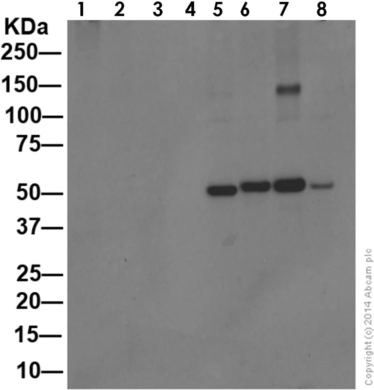 Western blot - Anti-p53 antibody [Y5] - BSA and Azide free (AB219731)
