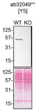 Western blot - Anti-p53 antibody [Y5] - BSA and Azide free (AB219731)