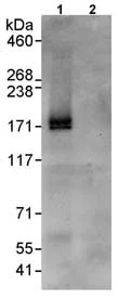 Immunoprecipitation - Anti-p53 BP3 antibody (AB86383)