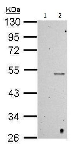 Western blot - Anti-p53 (mono methyl K372) antibody (AB227470), expandable thumbnail