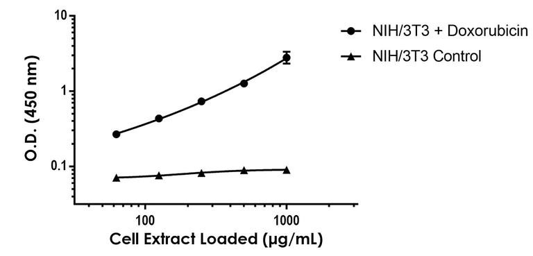 Sandwich ELISA - Anti-p53 (phospho S15) antibody [EPR64-291] - BSA and Azide free (Capture/Detector) (AB307761)