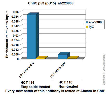 ChIP - Anti-p53 (phospho S15) antibody [EPR64(N)] - BSA and Azide free (AB238982), expandable thumbnail