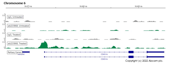 ChIC/CUT&RUN sequencing - Anti-p53 (phospho S15) antibody [EPR64(N)] - ChIP Grade (ab223868), expandable thumbnail