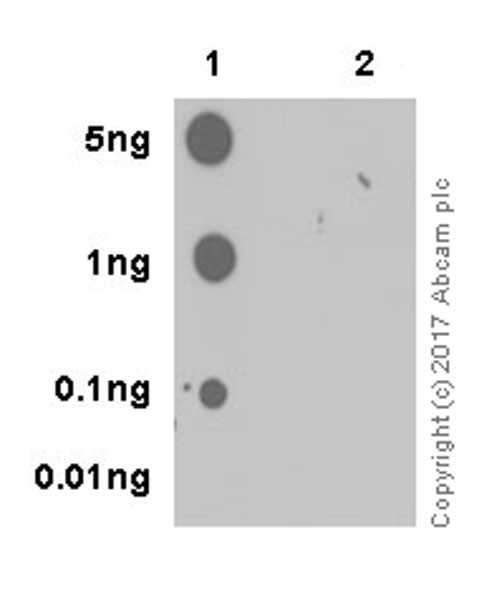 Dot Blot - Anti-p53 (phospho S15) antibody [EPR64(N)] - ChIP Grade (AB223868), expandable thumbnail