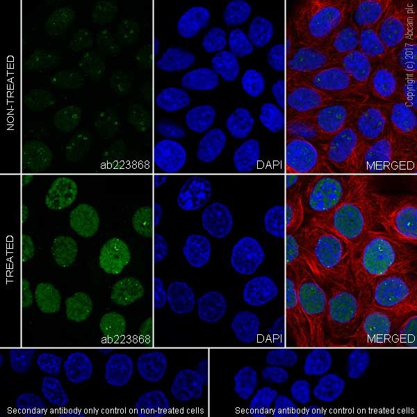 Immunocytochemistry/ Immunofluorescence - Anti-p53 (phospho S15) antibody [EPR64(N)] - ChIP Grade (AB223868), expandable thumbnail