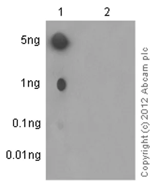 Dot Blot - Anti-p53 (phospho S20) antibody [EPR2156(2)] - BSA and Azide free (AB249325)