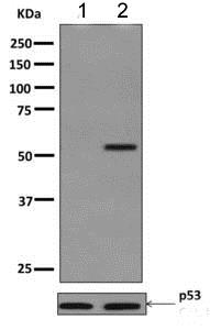 Western blot - Anti-p53 (phospho S20) antibody [EPR2156(2)] - BSA and Azide free (AB249325), expandable thumbnail