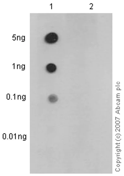 Dot Blot - Anti-p53 (phospho S33) antibody [EP2393Y] (AB75867)