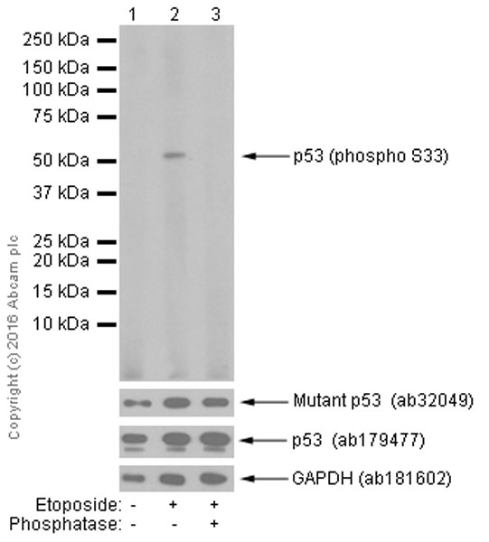 Western blot - Anti-p53 (phospho S33) antibody [EP2393Y] (AB75867)