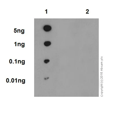 Dot Blot - Anti-p53 (phospho S37) antibody [EPR17353] (AB182164)