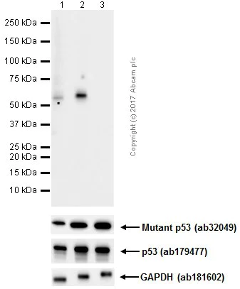 Western blot - Anti-p53 (phospho S37) antibody [EPR17353] (AB182164)