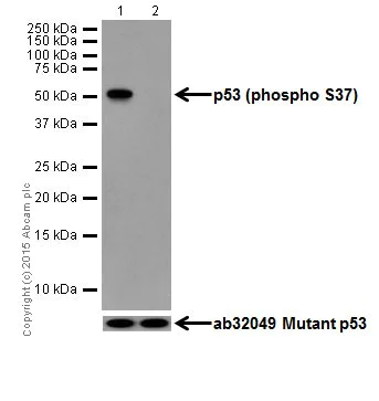 Western blot - Anti-p53 (phospho S37) antibody [EPR17353] (AB182164)