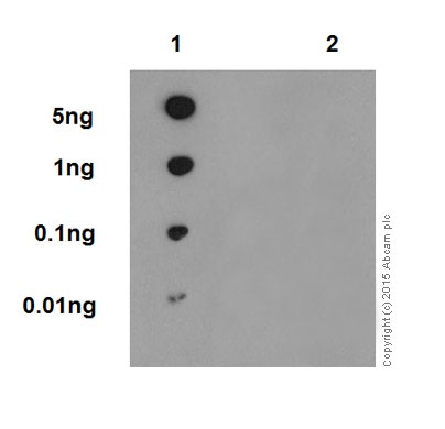 Dot Blot - Anti-p53 (phospho S37) antibody [EPR17353] - BSA and Azide free (AB250606), expandable thumbnail