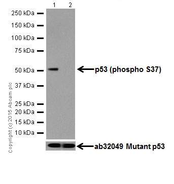 Western blot - Anti-p53 (phospho S37) antibody [EPR17353] - BSA and Azide free (AB250606), expandable thumbnail