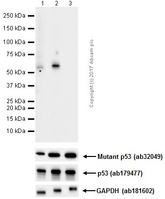 Western blot - Anti-p53 (phospho S37) antibody [EPR17353] - BSA and Azide free (AB250606), expandable thumbnail