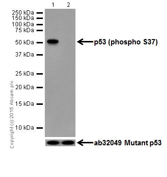 Western blot - Anti-p53 (phospho S37) antibody [EPR17353] - BSA and Azide free (AB250606), expandable thumbnail