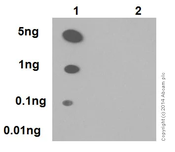 Dot Blot - Anti-p53 (phospho S376) antibody [EPR17730] (AB183547)
