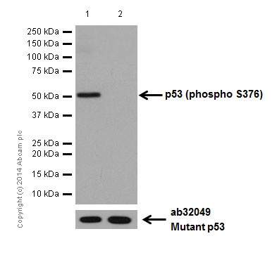 Western blot - Anti-p53 (phospho S376) antibody [EPR17730] (AB183547)