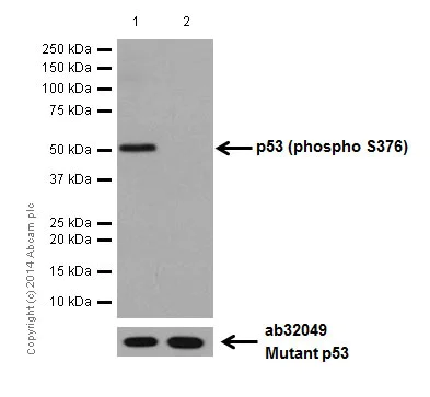 Western blot - Anti-p53 (phospho S376) antibody [EPR17730] (AB183547)