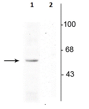 Western blot - Anti-p53 (phospho S392) antibody (AB254081), expandable thumbnail