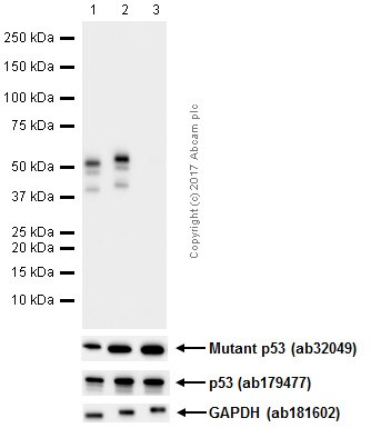 Western blot - Anti-p53 (phospho S392) antibody [EP155Y] (ab33889), expandable thumbnail