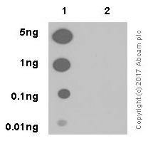 Dot Blot - Anti-p53 (phospho S392) antibody [EP155Y] - BSA and Azide free (ab239211), expandable thumbnail