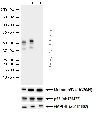 Western blot - Anti-p53 (phospho S392) antibody [EP155Y] - BSA and Azide free (AB239211)