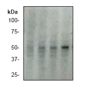 Western blot - Anti-p53 (phospho S392) antibody [EP155Y] - BSA and Azide free (AB239211)
