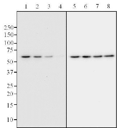 Western blot - Anti-p53 (phospho S392) antibody [EP155Y] - BSA and Azide free (ab239211), expandable thumbnail
