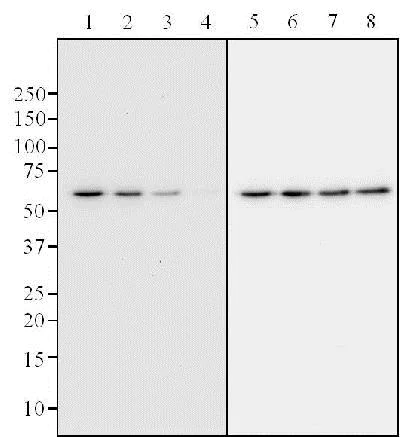 Western blot - Anti-p53 (phospho S392) antibody [EP155Y] - BSA and Azide free (AB239211)