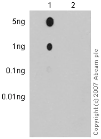 Dot Blot - Anti-p53 (phospho S392) antibody [EP1889Y] (AB134190)