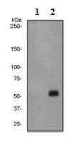 Western blot - Anti-p53 (phospho S392) antibody [EP1889Y] (AB134190)
