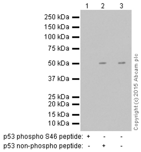 Western blot - Anti-p53 (phospho S46) antibody [EP42Y] (AB76242), expandable thumbnail