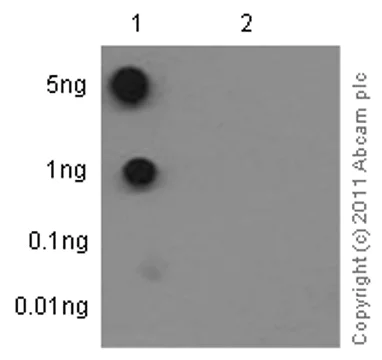 Dot Blot - Anti-p53 (phospho T377) antibody [EPR5678] (AB133451)