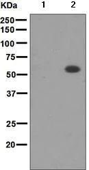 Western blot - Anti-p53 (phospho T377) antibody [EPR5678] (AB133451)